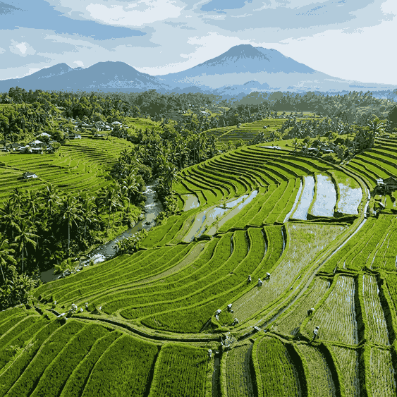 Sawah